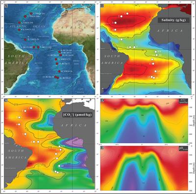 Calcification, Dissolution and Test Properties of Modern Planktonic Foraminifera From the Central Atlantic Ocean